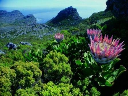 Cape Town Table Mountain protea fynbos Client review page for All Aligned Healing